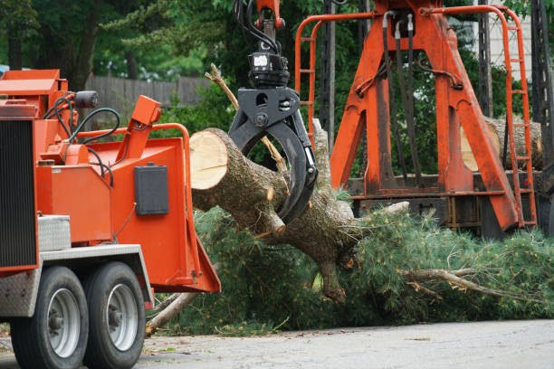 Best Tree Maintenance Programs  in Wesley Hills, NY